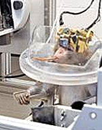 Обезьяна управляет роботом с помощью мыслей