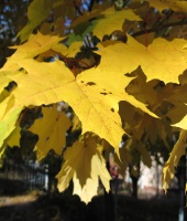 50059E84B6A5-2.jpg